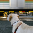 踏切で電車を見る子犬