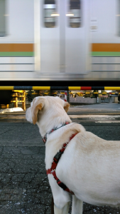 踏切で電車を見る子犬