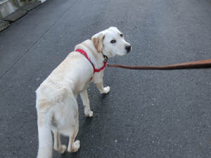 散歩する子犬