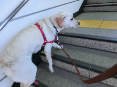 階段を昇る子犬