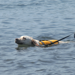 水遊びが好きな犬は水中毒に注意！最悪命を落とす