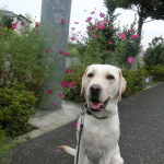 犬の散歩は「犬が楽しい」が大切！うちの散歩ルールはとっても緩い