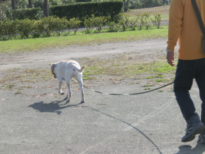 ロングリードで散歩する犬
