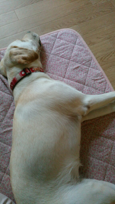 キルティングマットで寝る犬