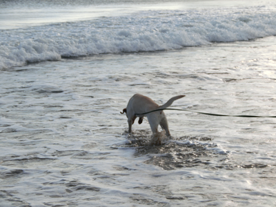 海に入る犬