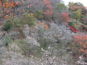 紅葉と冬桜