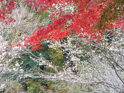 紅葉するもみじと冬桜