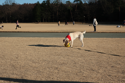 サッカーボールで遊ぶ犬
