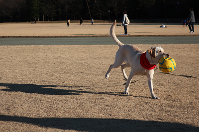 サッカーボールをくわえる犬