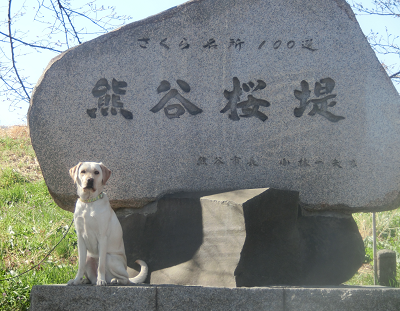 熊谷桜堤石碑