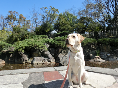 中央公園に座る犬