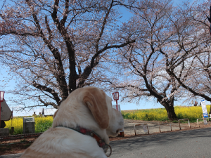 桜と菜の花の熊谷堤