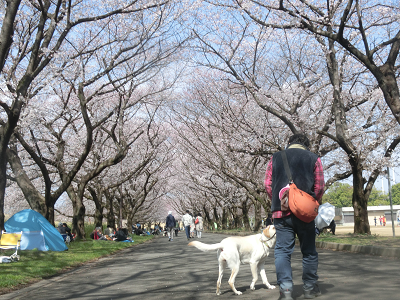 桜並木犬と散歩