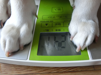 犬の体重24.1㎏