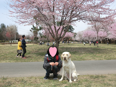 桜の木の下の人と犬