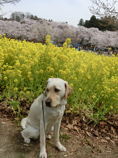 桜と菜の花と犬