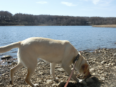女神湖と犬