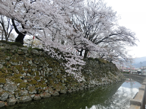 高島城の堀と桜