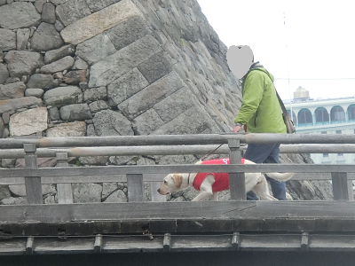 橋の上を歩く犬