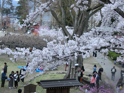 桜咲く高島公園