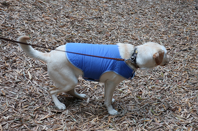 マルカンひんやりクールベストを着てお散歩する犬