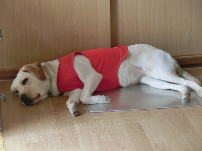 アルミプレートの上で眠る犬