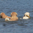 泳ぐ3頭の犬