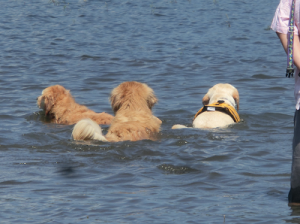 泳ぐ3頭の犬
