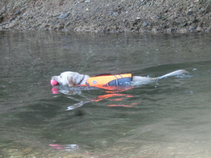 川で泳ぐ犬