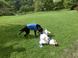芝生で遊ぶ犬