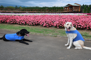 花の都公園立札と犬