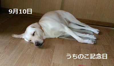 眠る犬