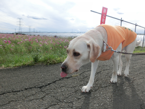 コスモス畑を散歩する犬