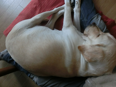 膝で眠る妊婦犬