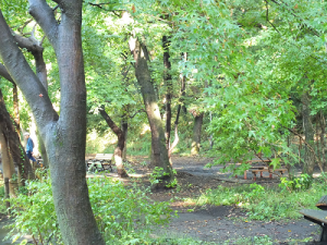 石神井公園森林