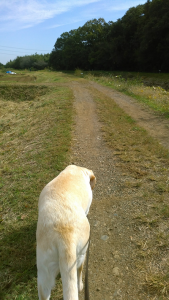 土手を散歩する犬