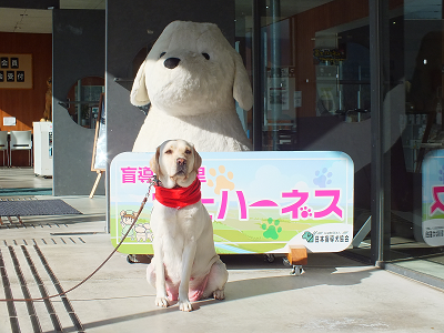 富士ハーネスの入り口に座る犬