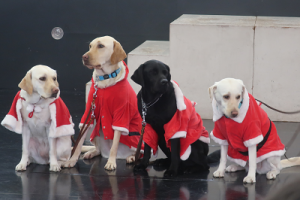 サンタ服のPR犬たち