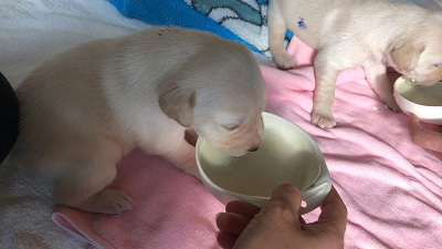 ミルクを飲む子犬
