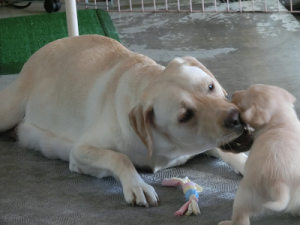 子犬を噛む母犬
