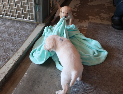 毛布を引っ張る子犬