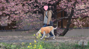 河津桜の並木を散歩
