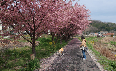 柿沢川の土手犬の散歩