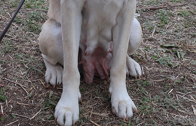 経産犬の腹部