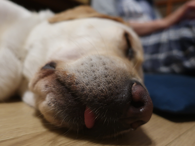 舌をちょろっと出して眠る犬