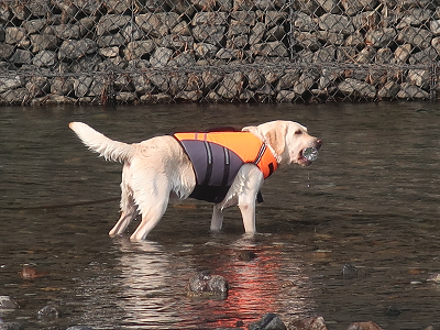川に入る犬