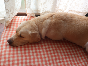 窓辺で寝る犬