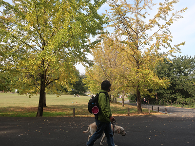 銀杏並木を散歩する犬