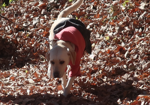 落ち葉の道を歩く犬