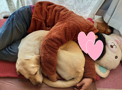 抱き枕犬